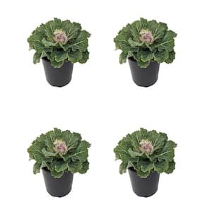 Annual Ornamental Cabbage Pigeon Vicria 2.5 qt. (4-Pack)