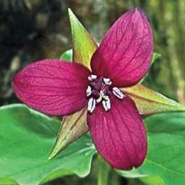 Spring Hill Nurseries Red Flowers Red Trillium Live Bareroot Perennial Plants (3-Pack)