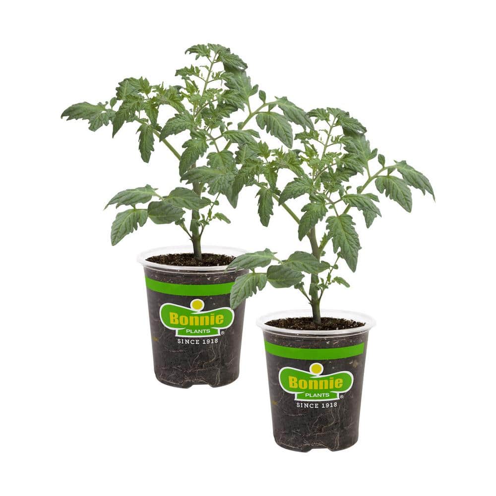 19.3 oz. Patio Tomato Plant (2-Pack) price history on PriceWatchPro