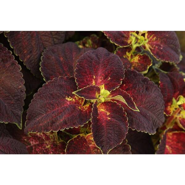 PROVEN WINNERS ColorBlaze Dipt in Wine Coleus (Solenostemon) Live Plant, Deep Red Foliage with a Lime Green Edge, 4.25 in. Grande
