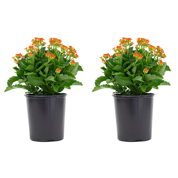 Vigoro 2.5 Qt. Orange Kalanchoe Plant Flowers in 6.33 In. Grower's Pot (2-Plants)