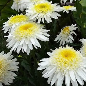 2.5 qt. Real Glory Leucanthemum - Live Perennial Shasta Daisy Plant with White and Yellow Blooms