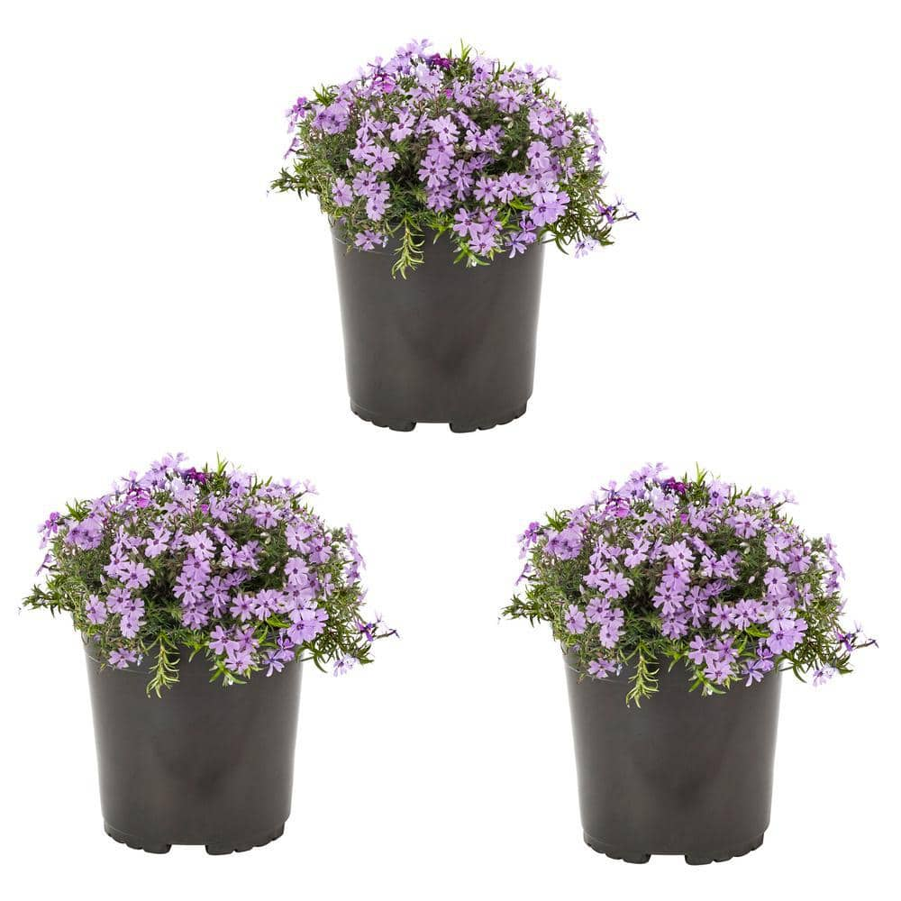 METROLINA GREENHOUSES 2 Qt. Purple Creeping Phlox Perennial Plant (3 ...