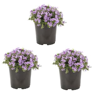2 Qt. Purple Creeping Phlox Perennial Plant (3-Pack)