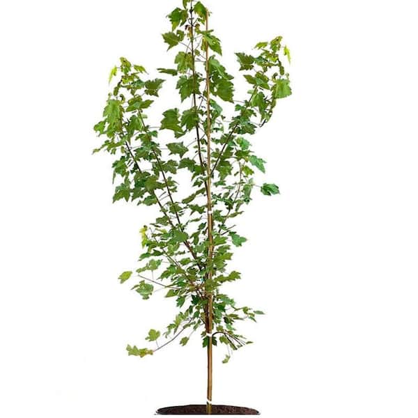 Unbranded 7 Gal. October Glory Maple Shade Tree