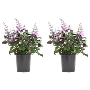 2.5 Qt. Plectranthus Mona Lavender Plant in 6.33 in. Grower's Pot (2-Plants)