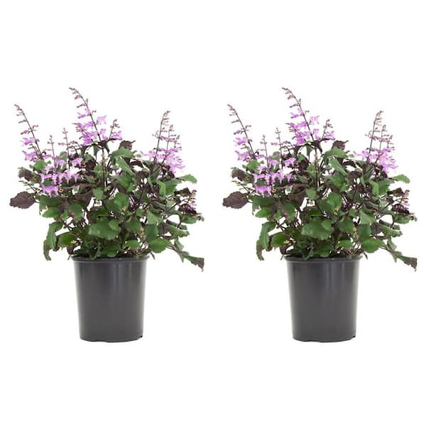 Vigoro 2.5 Qt. Plectranthus Mona Lavender Plant in 6.33 in. Grower's Pot (2-Plants)