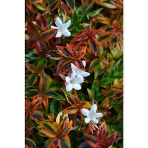 2 Gal. Kaleidoscope Abelia Plant with Chameleon-like Foliage that Blooms White Flowers