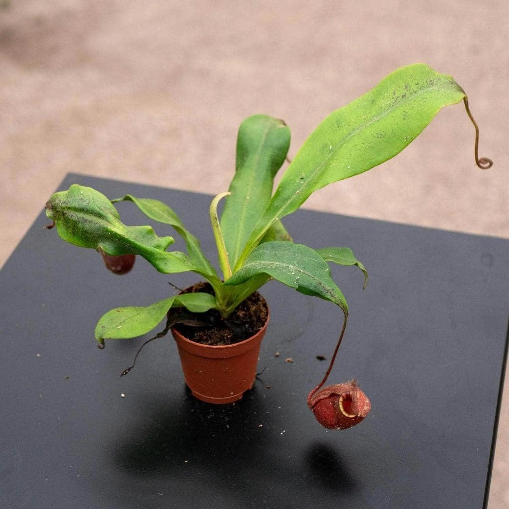 Black Barrel Carnivorous Pitcher Plant - 4 Live Starter Plants - Nepenthes Ventricosa x Ampullaries - Bold Houseplant price history on PriceWatchPro