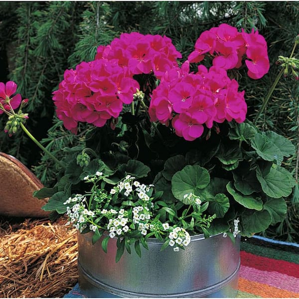 Daylily Nursery 3 Geranium Maverick Violet Plants in 3 Separate 4 in. Pots