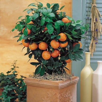 Orange Tree Fruit Trees Trees The Home Depot