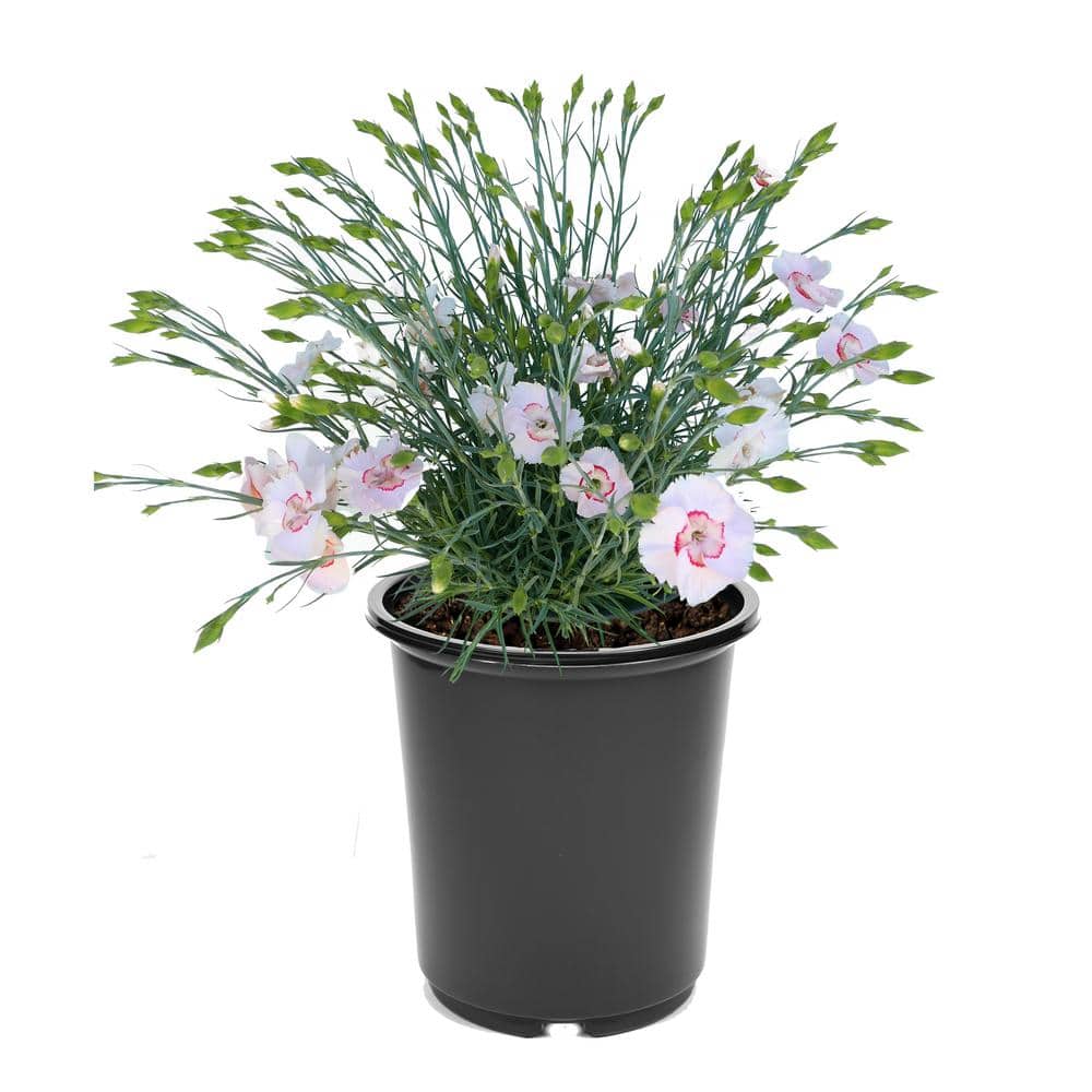 1.5 GL Dianthus American Pie Georgia Peach Perennial Plant with Blush Pink 