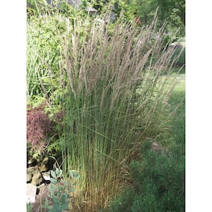 2.5 Qt. Karl Forester Grass with White Blooms