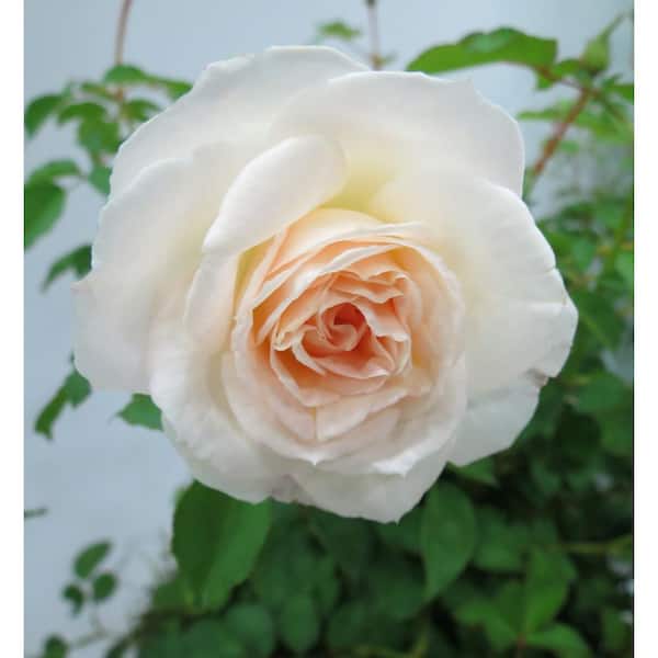 BELL NURSERY 3 Gal. Touch of Pink Brindabella Live Rose with White and Pink Flowers (1-Pack)
