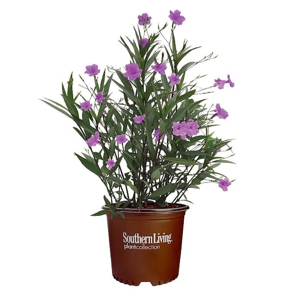 2.6 qt. Mexican Petunia Plant with Purple Flowers 16917 - The Home