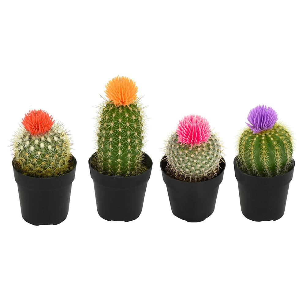 Colorful Blooming Cactus Pack in Black Pots, 2.5 Inches