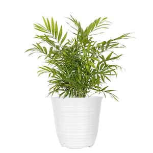 12 in. to 18 in. Tall Parlor Palm Plant in 6 in. White Decor Pot