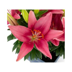 1 qt. Assorted Color Asiatic Lily Perennial Plant