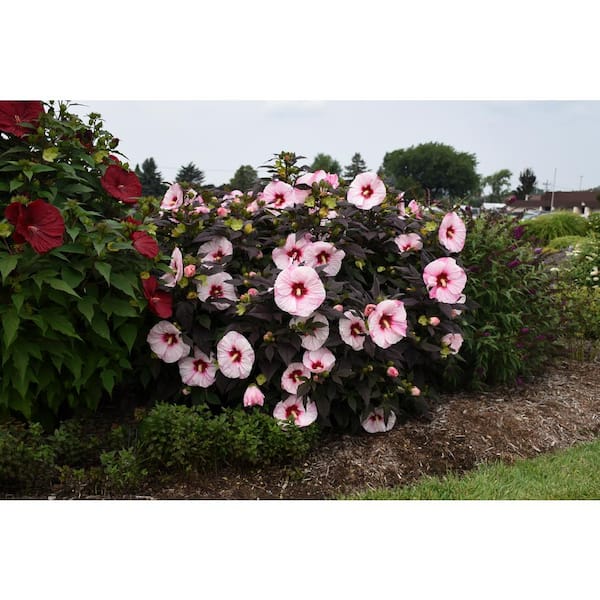 2 Gal. Summerific Perfect Storm Perennial Hibiscus Shrub (Rose Mallow) Deep Black Foliage, White Flowers with Red Eye