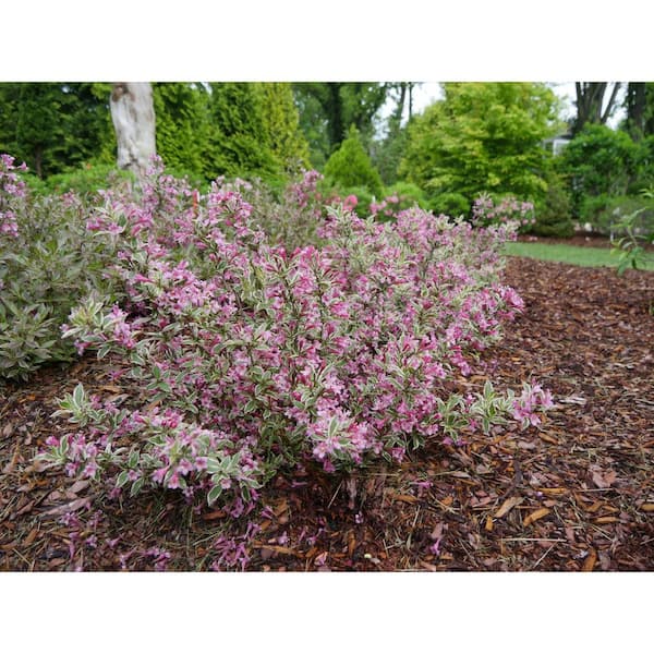 1 Gal My Monet Purple Effect Weigela Live Plant Purple Flowers Weiprc1116101 The Home Depot