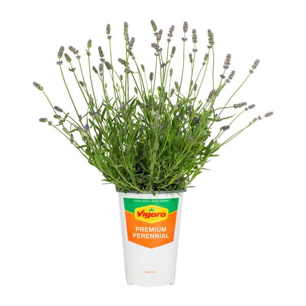 METROLINA GREENHOUSES 2 QT. English Lavender Purple Perennial Plant  (3-Pack) 4034 - The Home Depot