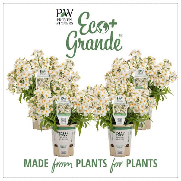 Proven Winners 4.25 in. Eco+ Grande Sunsatia Coconut Nemesia