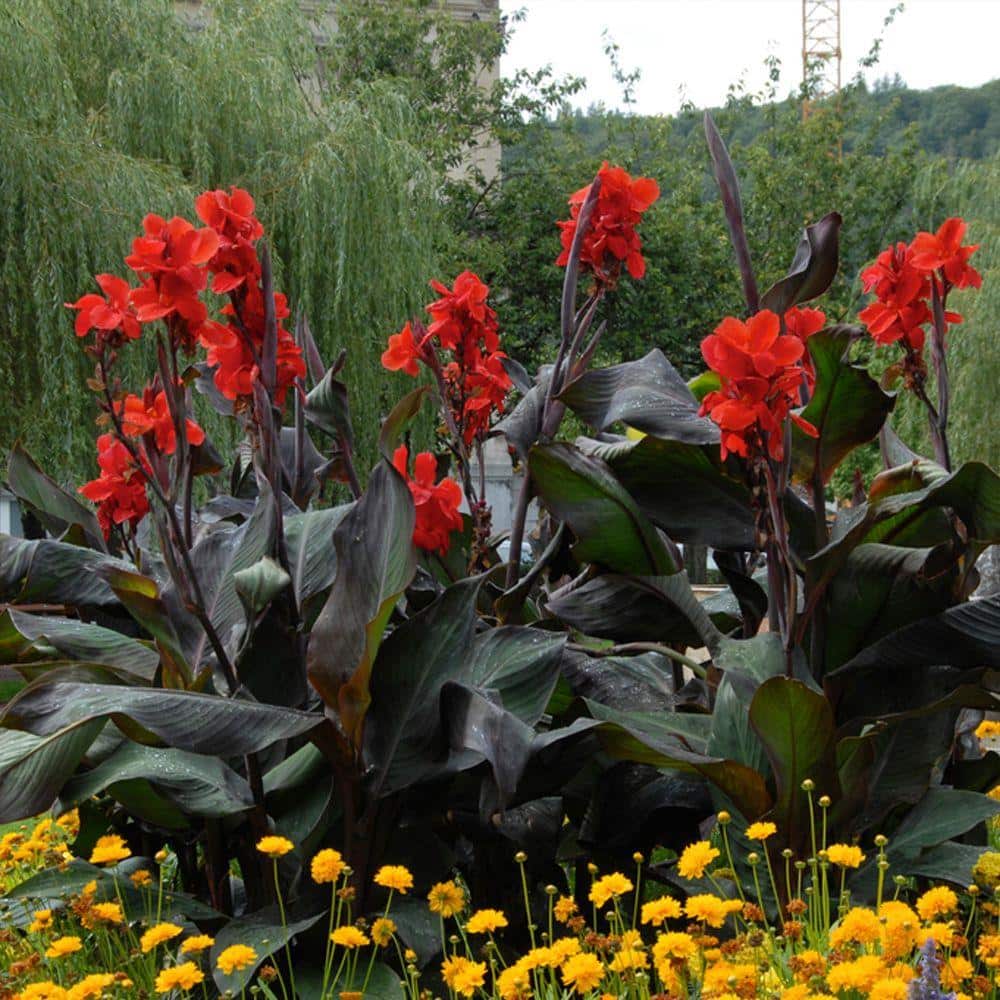 Bloomsz Black Knight Canna Roots (5-Pack) 06223 - The Home Depot