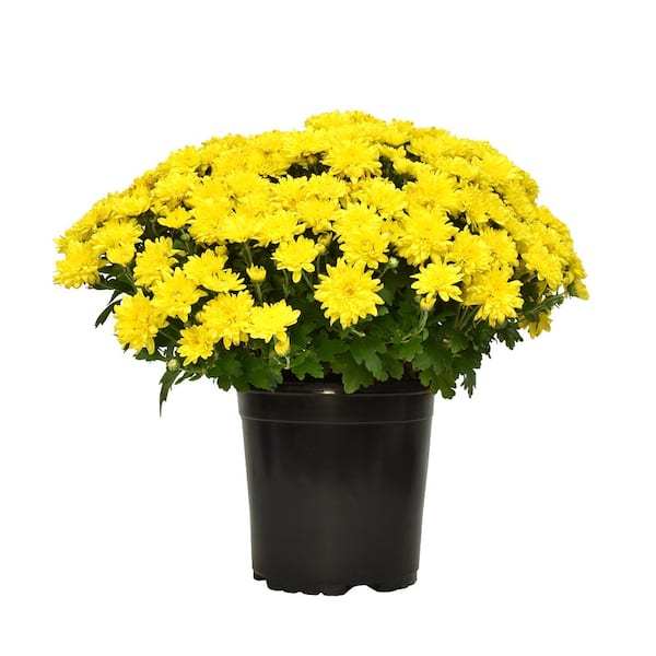 Yellow Mum Chrysanthemum Garden Outdoor Plant in 2.5 qt. Grower Pot