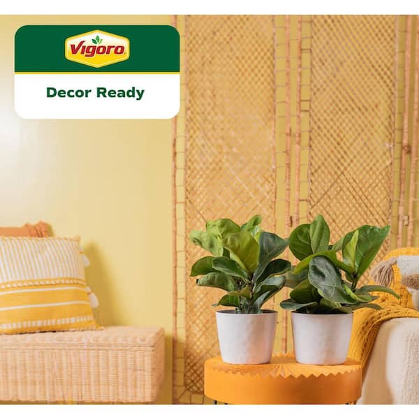 Fiddle Leaf Fig Indoor Plant in 6 in. White Ribbed Plastic Decor Planter, Avg. Shipping Height 10 in. Tall (2-Pack)