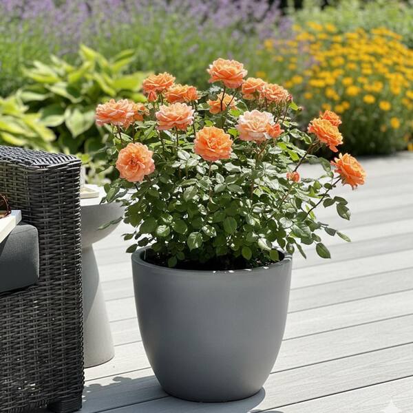 2 gal. Showpiece Orange Fragrant Shrub Rose with Orange Flowers