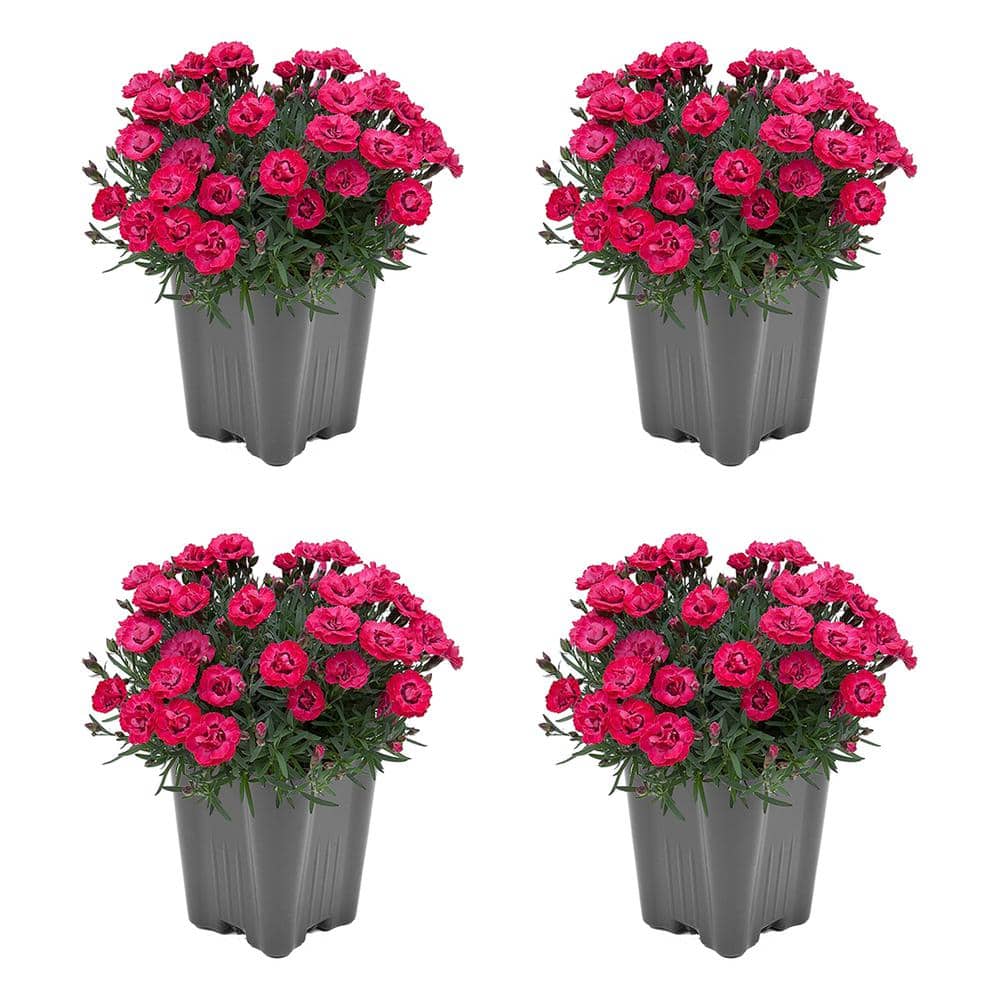 1.0 qt. Carnation Early Love Perennial Plant with Magenta Flowers - (4-Pack
