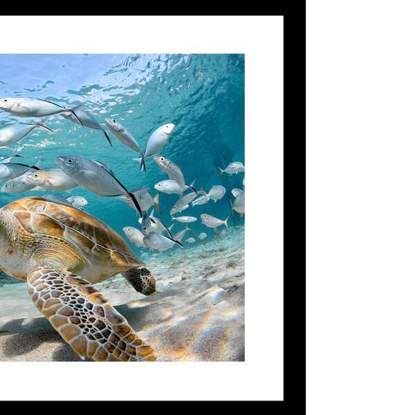 VENICE BEACH Collections TURTLE BEAUTY Framed Print by