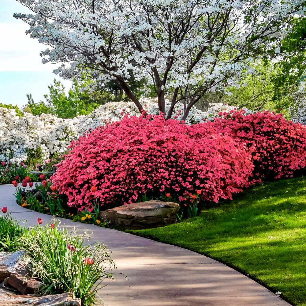 Azalea plant discount