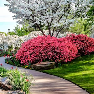 3 gal. Hershey Red Azalea Shrub with Red Flowers