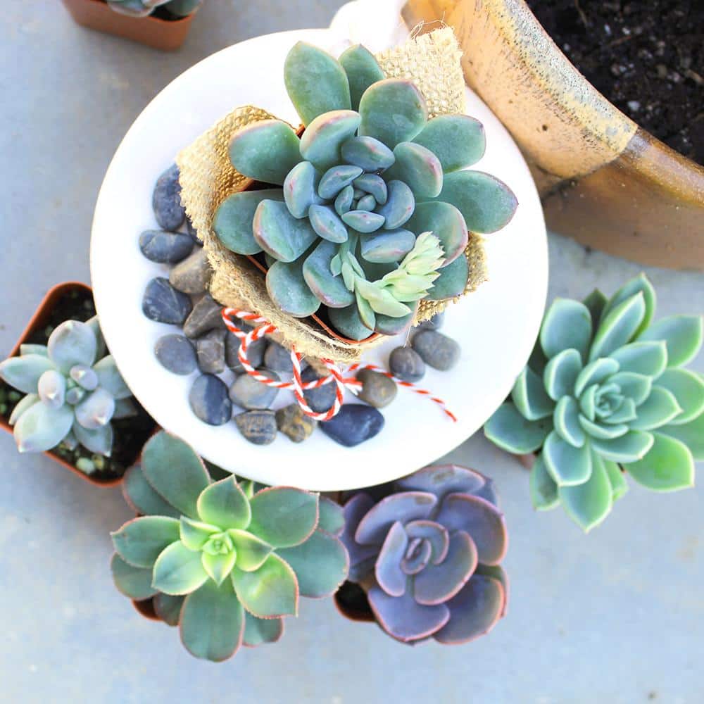 Multicolor Indoor/Outdoor Succulent Variety Pack with Plastic Pots