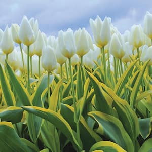 White Tulips Purissima Blonde (12-Pack)