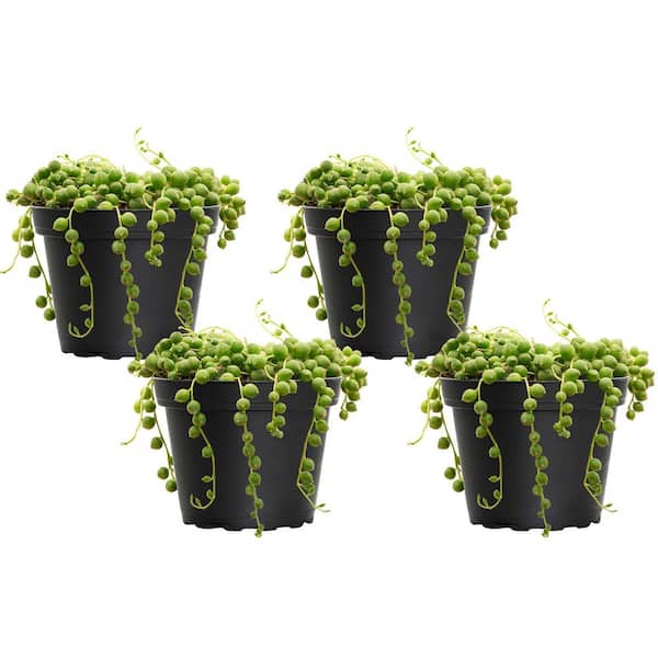 United Nursery 4 in. String of Pearls Senecio rowleyanus Succulent Plant in Grower Pot (4-Pack)