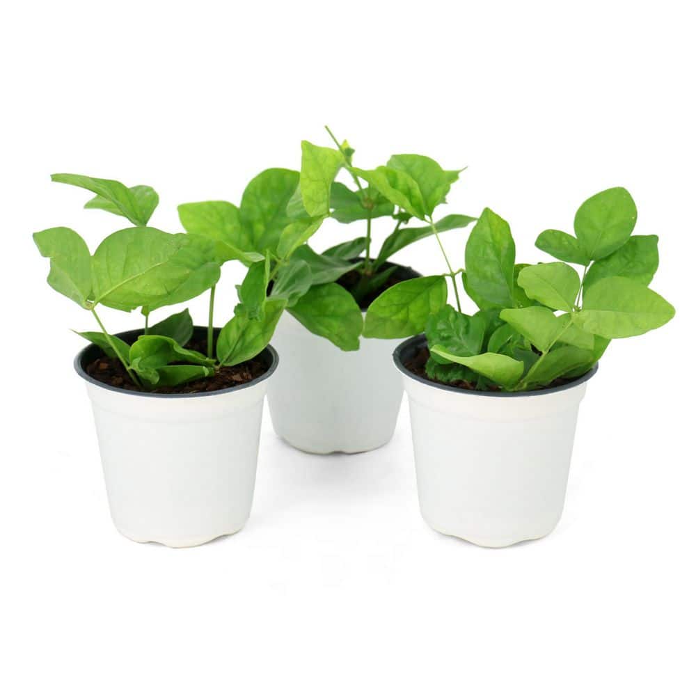 4 in. Sambac Jasmine Plant (16-Pack) price history on PriceWatchPro