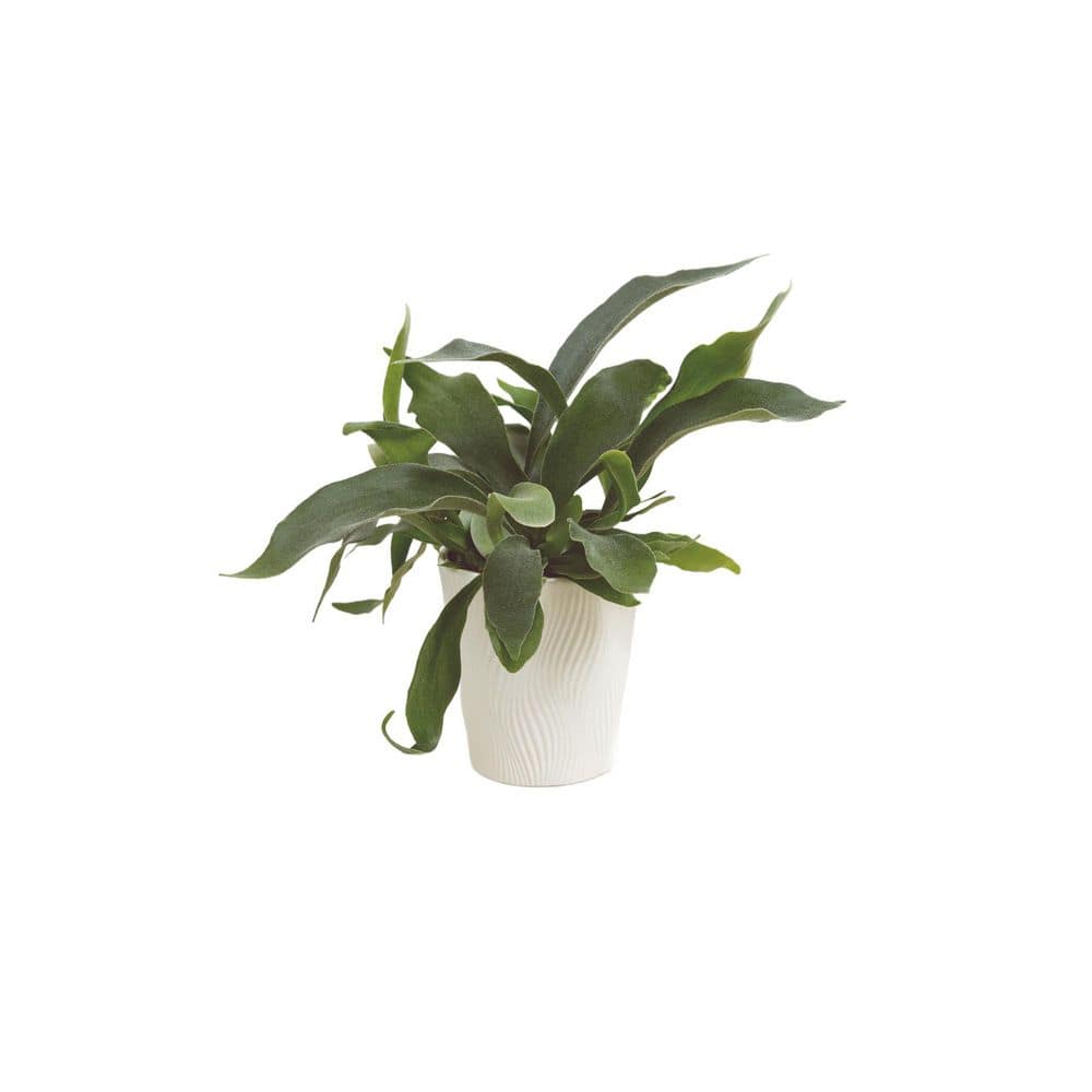 LEAFJOY Platycerium Living Lace Sword Dance Staghorn Indoor Plant