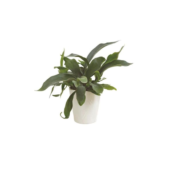 Platycerium Living Lace Sword Dance Staghorn Indoor Plant Fern in 5 in. Ceramic White Container