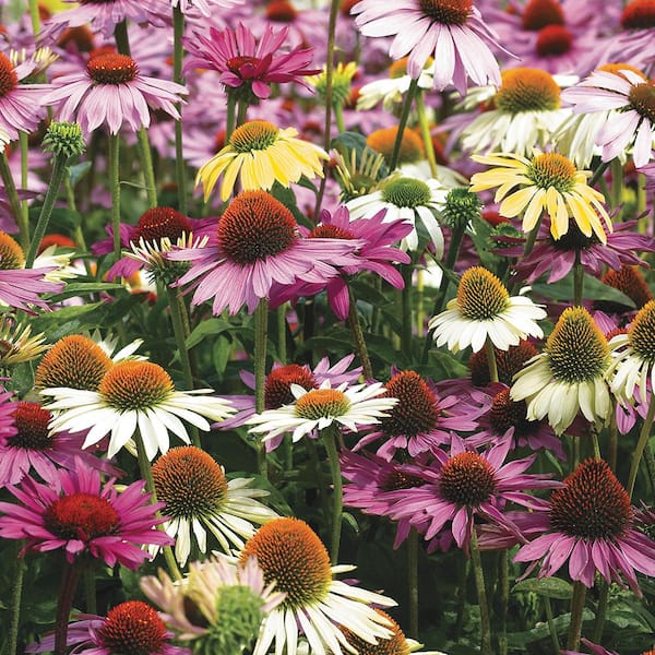 Spring Hill Nurseries Coneflower Mixture (Echinacea), Dormant Bareroot Flowering Perennial Plants (5-Pack)