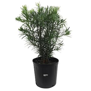 Podocarpus Live Outdoor Plant in Growers Pot Avg Shipping Height 2 ft. to 3 ft. Tall