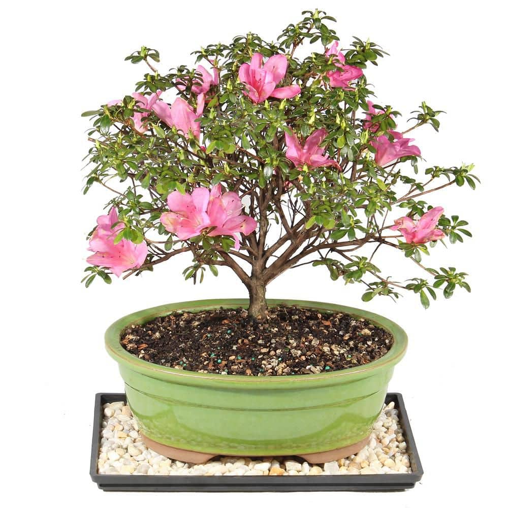brussel's BONSAI Satsuki Azalea Bonsai Tree Outdoor Plant in