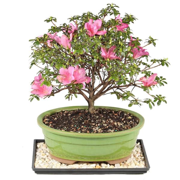 Satsuki Azalea Bonsai Tree Outdoor Plant in Ceramic Bonsai Pot Container, 8-Years Old, 10 to 14 in.