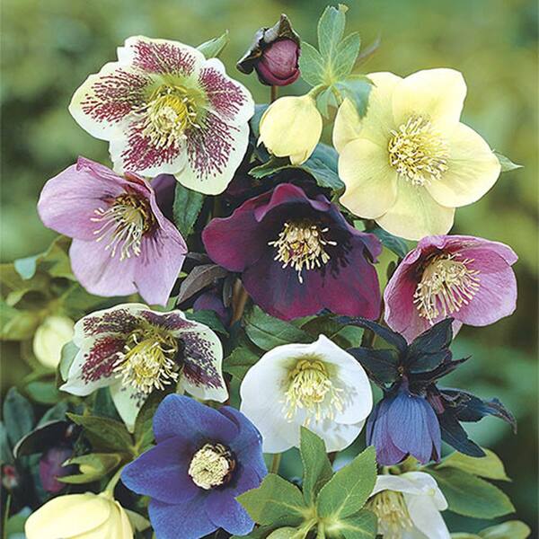 Spring Hill Nurseries 1 Gal. Pot Deluxe Lenten Rose (Hellebore) Deciduous Plant Multi-Color Flowering Perennial