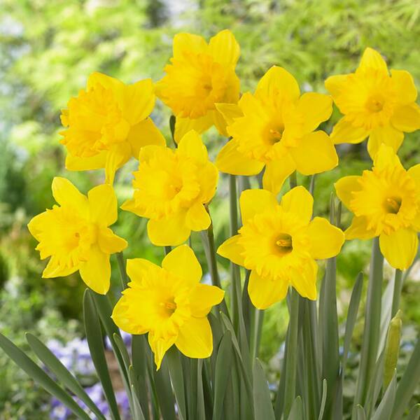 Garden State Bulb Daffodil King Alfred Bulbs (100-Count/Pack)-HOF18-10 ...