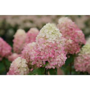 4.5 in. Qt. Limelight 'Prime' Hydrangea, Live Plant, Green and Pink Flowers