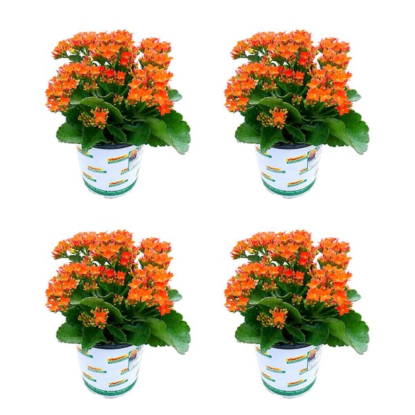 Vigoro 1 Qt. Kalanchoe Petero Orange Live Annual Plant (4-Pack)