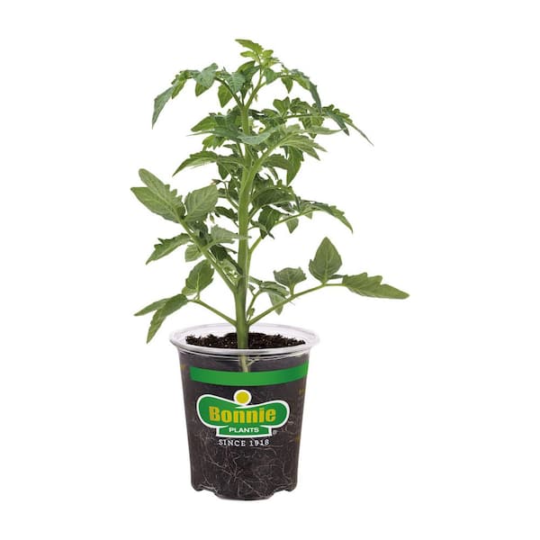 Bonnie Plants 19 oz. Jet Star Tomato Plant