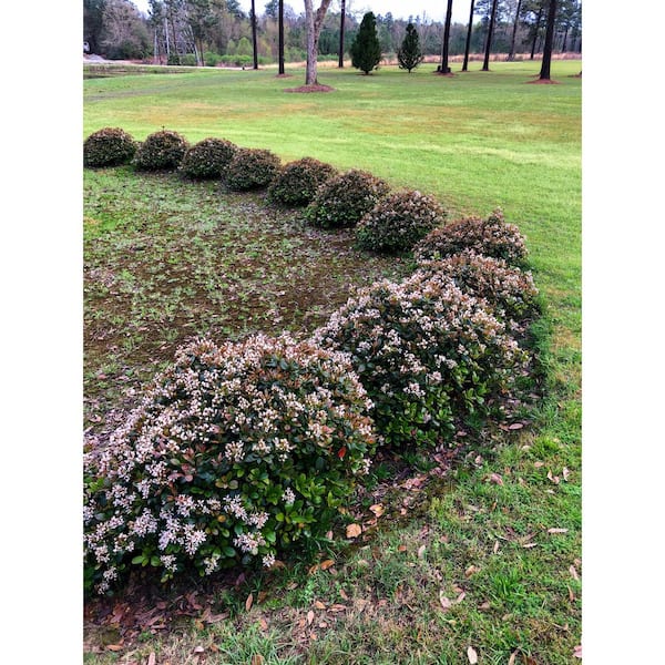 SOUTHERN LIVING 2 Gal. Clean Sweep Snowbank Indian Hawthorn - Live